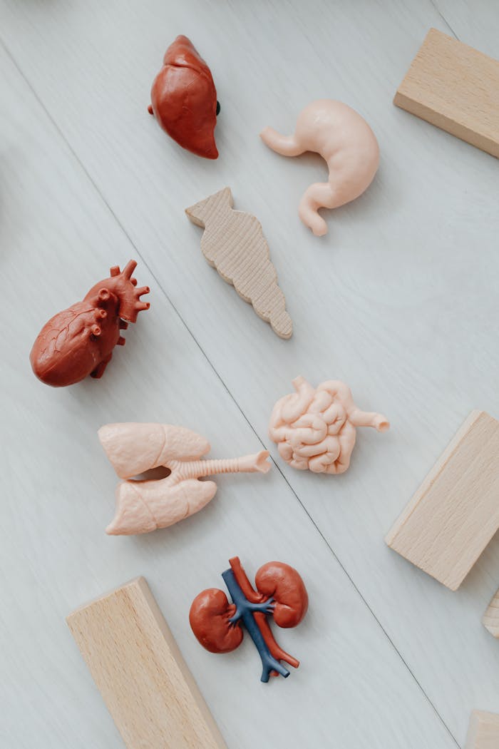 services-04 Flat lay of educational toy models of human organs for anatomy learning.